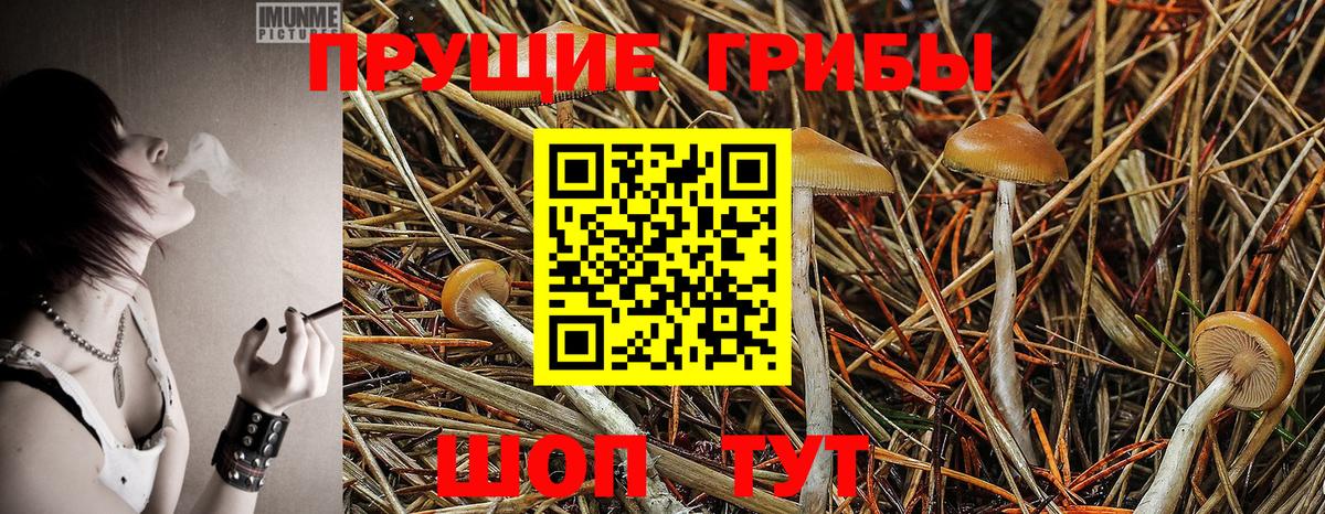 Псилоцибиновые грибы мицелий  Моршанск 